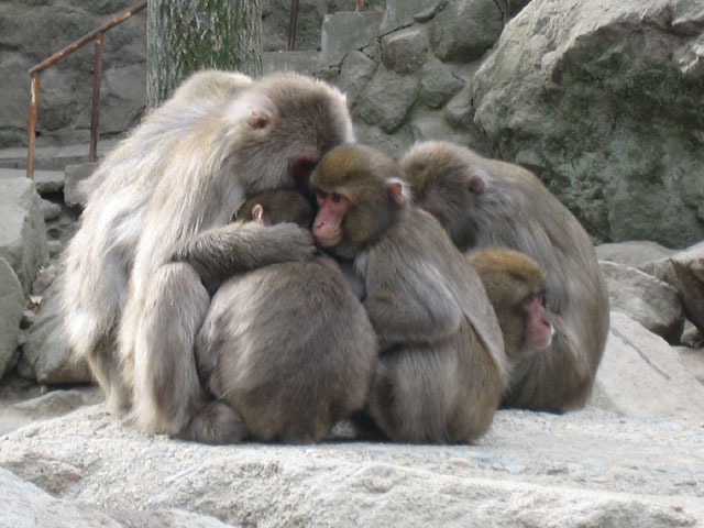 高崎山自然動物園